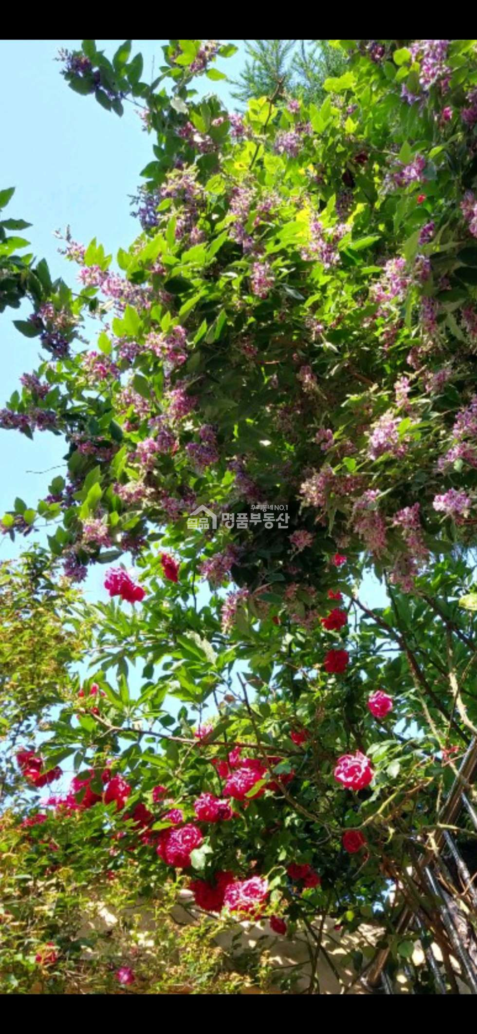 부산 중구 영주동 마당 정원이 예쁜집 북항전망 매매 매물번호 10378 사진 2