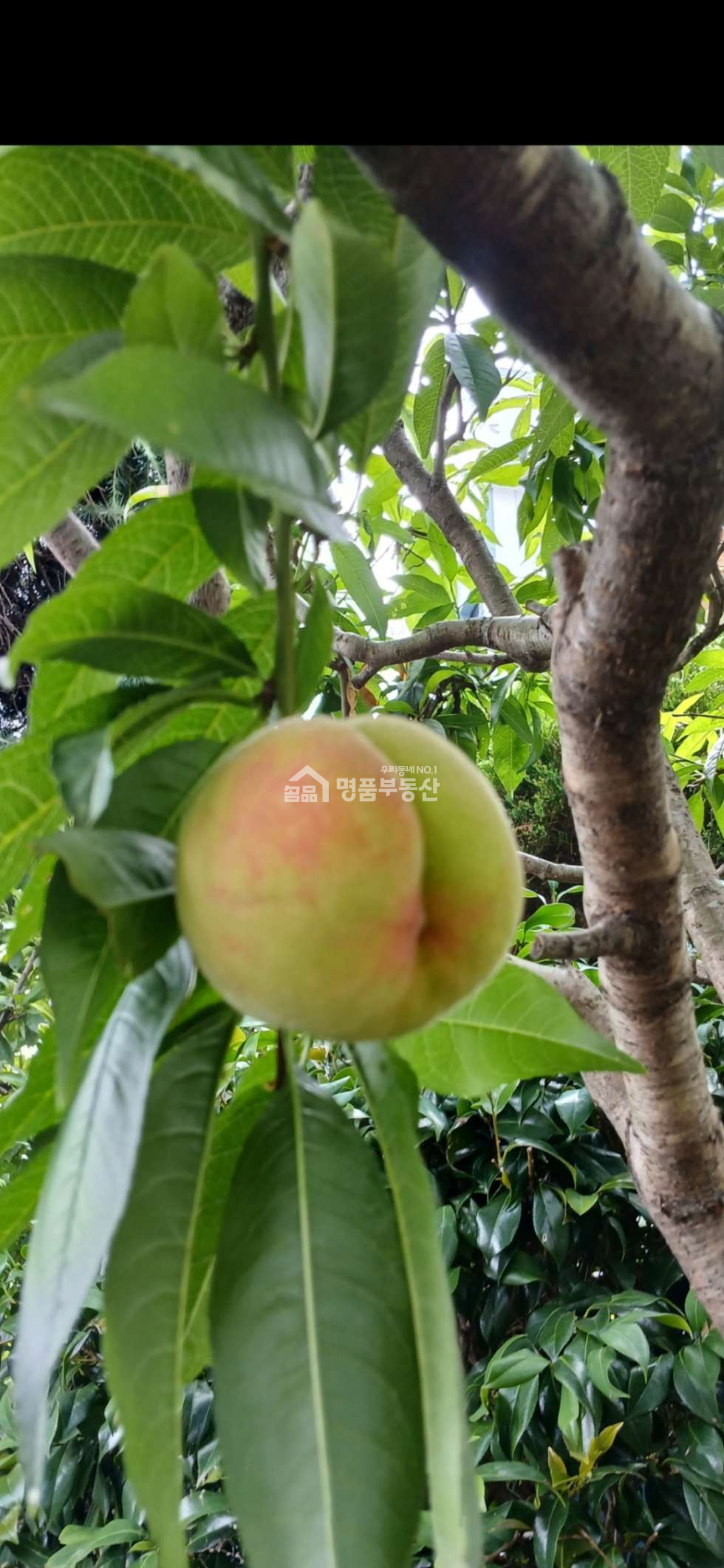 부산 중구 영주동 마당 정원이 예쁜집 북항전망 매매 매물번호 10378 사진 4